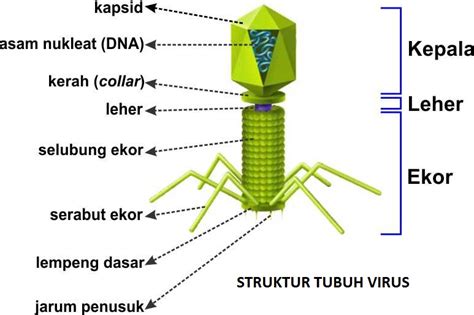 Pengertian Virus Reproduksi Sejarah Ciri Struktur Virus