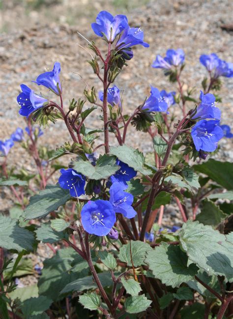 Desert Bell Small Blue Bell Shaped Flowers Growing Along Flickr