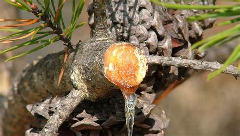 why do pine trees give off sap sciencing