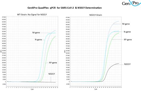 2019 novel coronavirus, wuhan seafood market pneumonia virus) — оболочечный одноцепочный. Quad-Plex SARS-CoV-2 N501Y Assay
