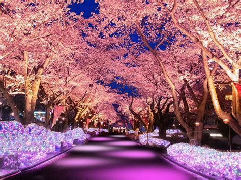 Cherry Blossom Night Viewing With Illumination At An