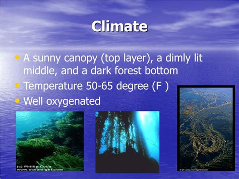 Ppt Kelp Forest Powerpoint Presentation Free Download Id1406361