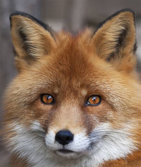 Red Fox Male Animals Beautiful Fox Fox Pictures