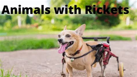 Rickets In Animals Happy Bichon Simplydogowners