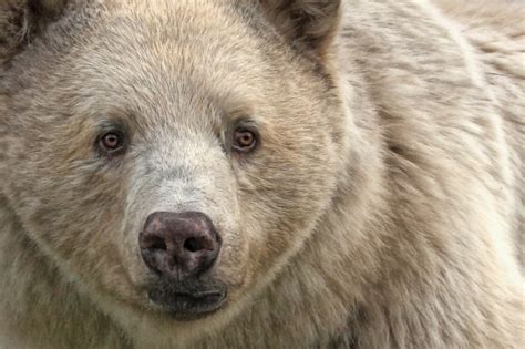 10 Spirit Bear Facts You Need To Know Discover Wildlife