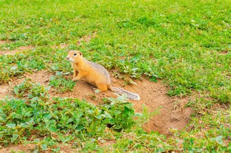 Premium Photo Cute Furry Gopher Sits Near A Hole In The Ground On