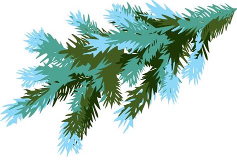 Blue Spruce Illustrations Royalty Free Vector Graphics And Clip Art Istock