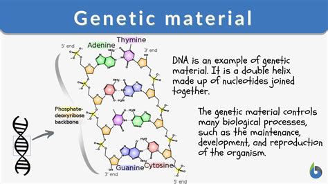 What Is The Genetic Makeup Of A Nucleotide Mugeek Vidalondon