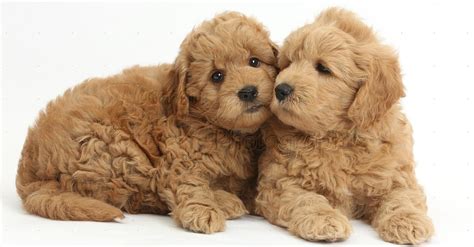 15 Teddy Bear Dogs That Will Melt Your Heart 53 Off