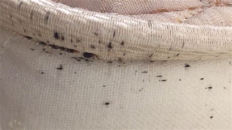 Bed Bugs On Mattress 4 Critical Things You Need To Do