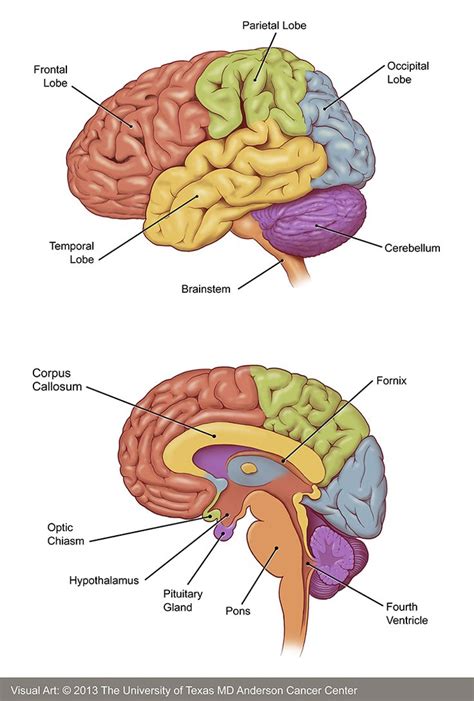 Brain Tumors Brain Anatomy And Function Brain Anatomy Medical Anatomy