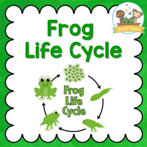 Jun 10, 2021 · kids of all ages will enjoy learning about them with these 52 free frog coloring pages. Frog Life Cycle - Pre-K Pages