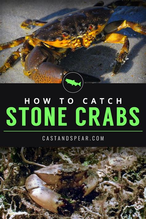 Learn How To Catch Stone Crabs Stone Crab Crab Claw Recipes Fishing