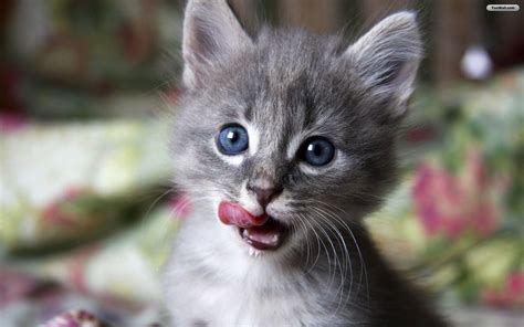 Cute Wallpapers Of Cats And Kittens
