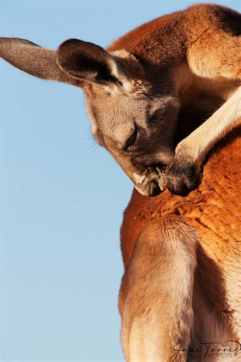 A Large Male Red Kangaroo Macropus Rufus Stands To Scratch His