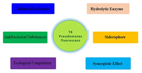 Tk Pseudomonas Fluorescens