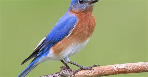 What Is The State Bird Of New York And Why Birdfact