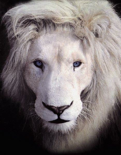 The White Lion The Rarest Of All Known As The Most Sacred Animal