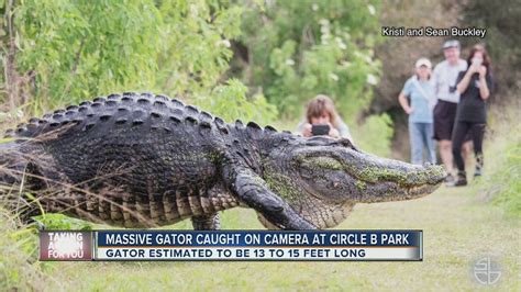 28 Foot Alligator In Florida Beachhousedesignsllc
