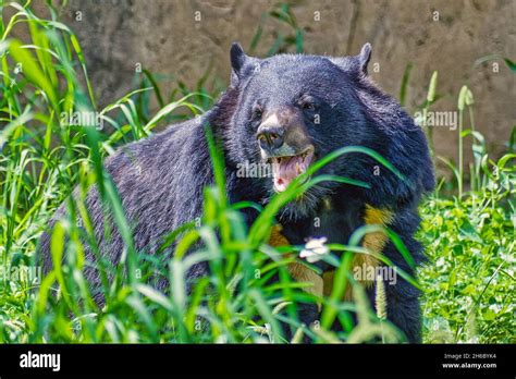 A Roaring Bear In Zoological Parkin New Delhi India Stock Photo Alamy