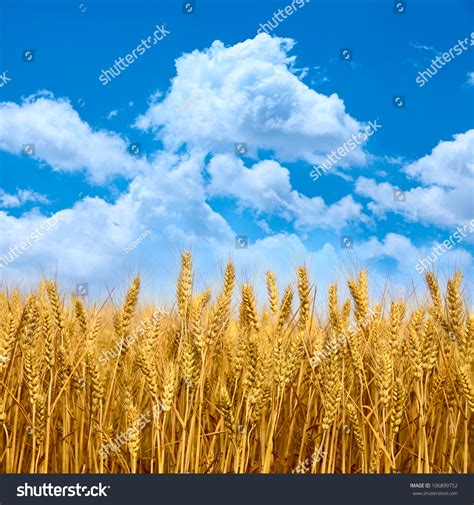 Wheat Field With Blue Sky Stock Photo 106899752 Shutterstock