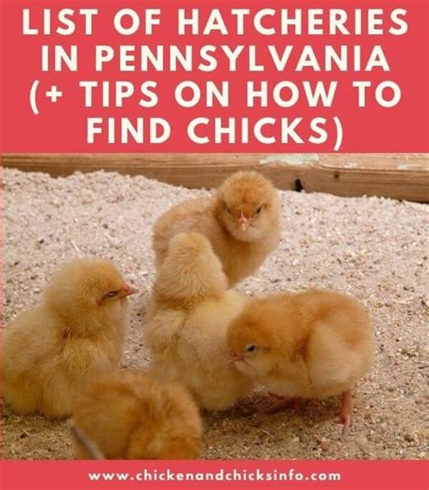 List Of Chicken Hatcheries In Pennsylvania Chicks For Sale Chicken