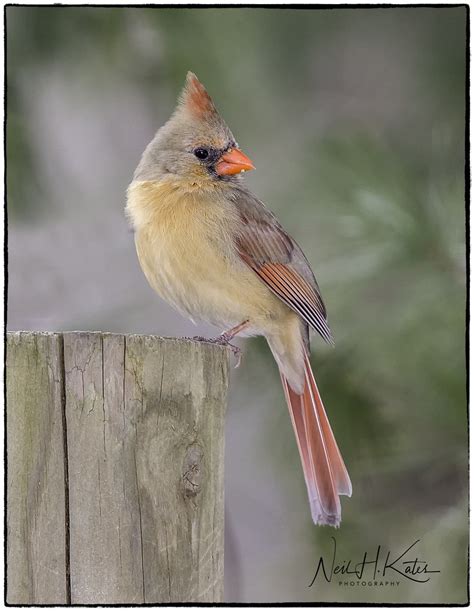 Female Northern Cardinaldsc3252 Photoshop Nik Edit © Flickr