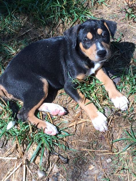 Craigslist Nwga Pets
