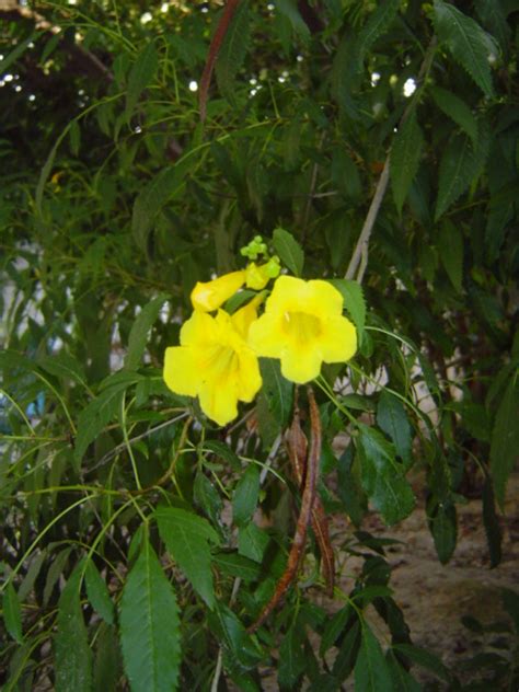 ¿cuál Es El Nombre Científico De Este árbol Con Flores Amarillas