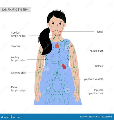 Lymphatic System In Human Body Stock Vector Illustration Of Node