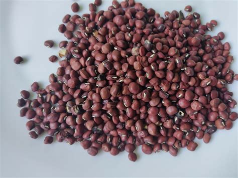 Organic Red Cowpea Red Ripper Cowpea Seeds Black Eye Pea Red Lobia