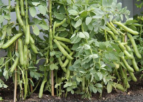 How To Grow Broad Beans Fava Beans Harvest To Table