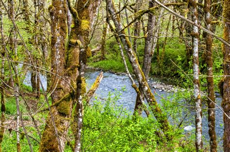 The Stream Free Stock Photo - Public Domain Pictures