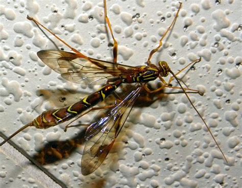 Pennsylvania Wasp Megarhyssa Macrurus Bugguide