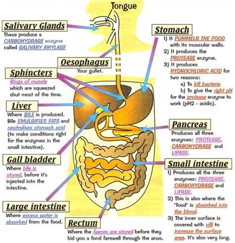 Chapter 23 Digestive System Flashcards Quizlet