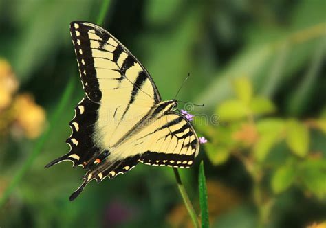 Tigre Orientale Swallowtail Fotografia Stock Immagine Di Stella