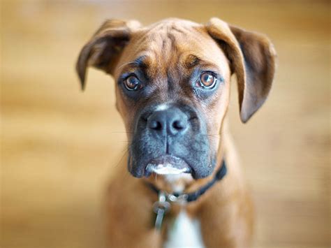 Wallpapers Boxer Dog Wallpapers