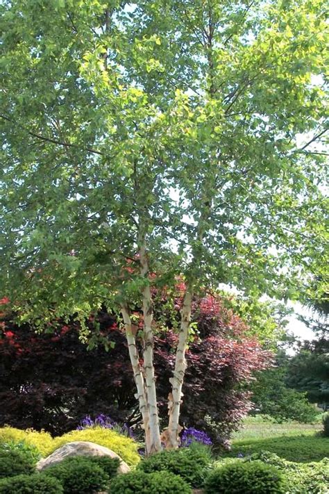 Buy River Birch Tree For Sale Online From Wilson Bros Gardens