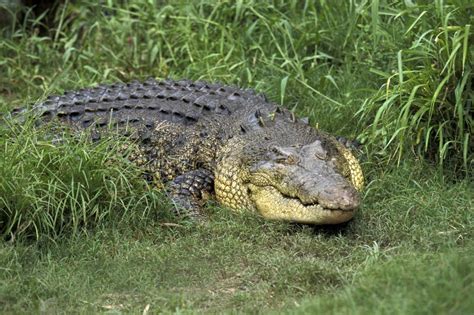 Crocodile Marin Crocodylus Porosus Stock Photo Image Of Adult