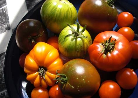 In 16th Century Europe Tomatoes Were Often Grown But Not Eaten