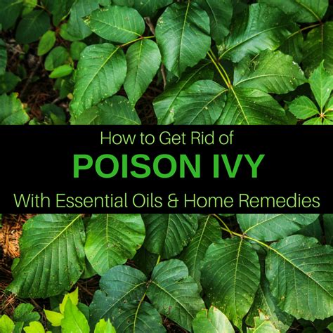 How To Get Rid Of Poison Ivy 15 Remedies And Essential Oils That Work