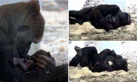 Female Gorilla Lovingly Cradles Her 4lb Baby After Giving Birth