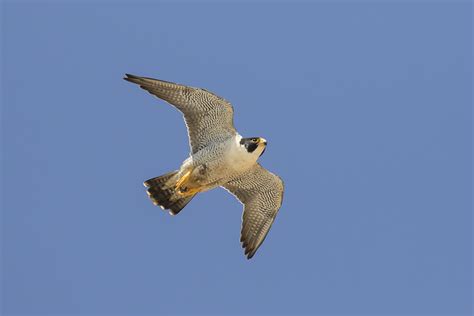 31a1800 Adult Peregrine Falcon Torrey Pines Natural Reser Flickr