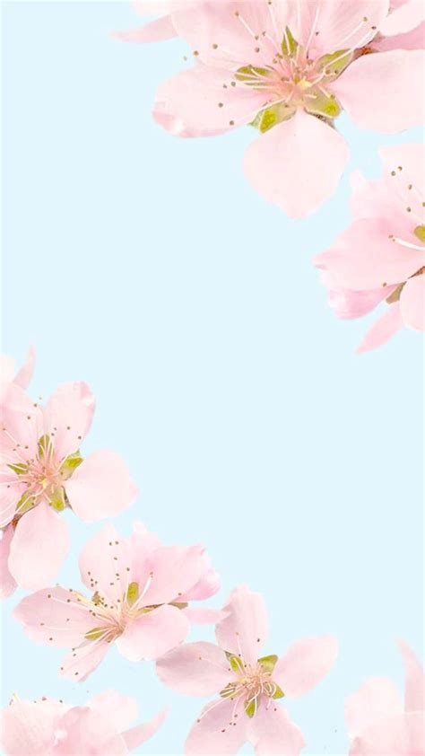 Cute Plain Backgrounds Heyy Plain Wallpaper Iphone Floral