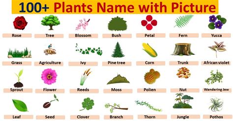 Types Of Plants Pictures And Names