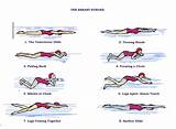Freestyle Swimming Core Muscles Images