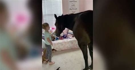 Little Girl Loves Horse So Much She Sneaks Her Into Her Room Grandma