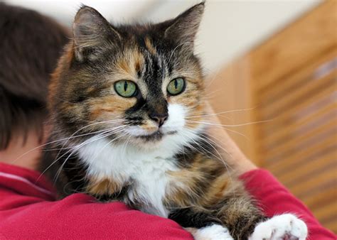 Heart disease in cats stephen sheldon, d.v.m. Signs of Heart Disease and Heart Failure in Cats