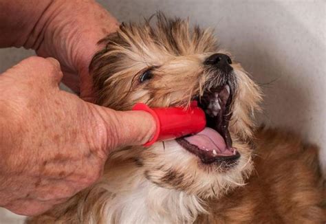 Infezione Bocca Cane Stomatite Cause E Trattamento Mondopets It