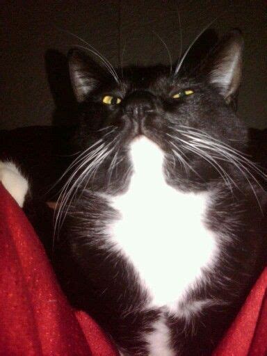 To ensure that your cat was beautiful for her. My sweet tubby Lexie. RIP sweet kitten♡ | Kitten, Cats ...